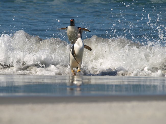 ../../Pictures/241209/127 flying penguins.JPG